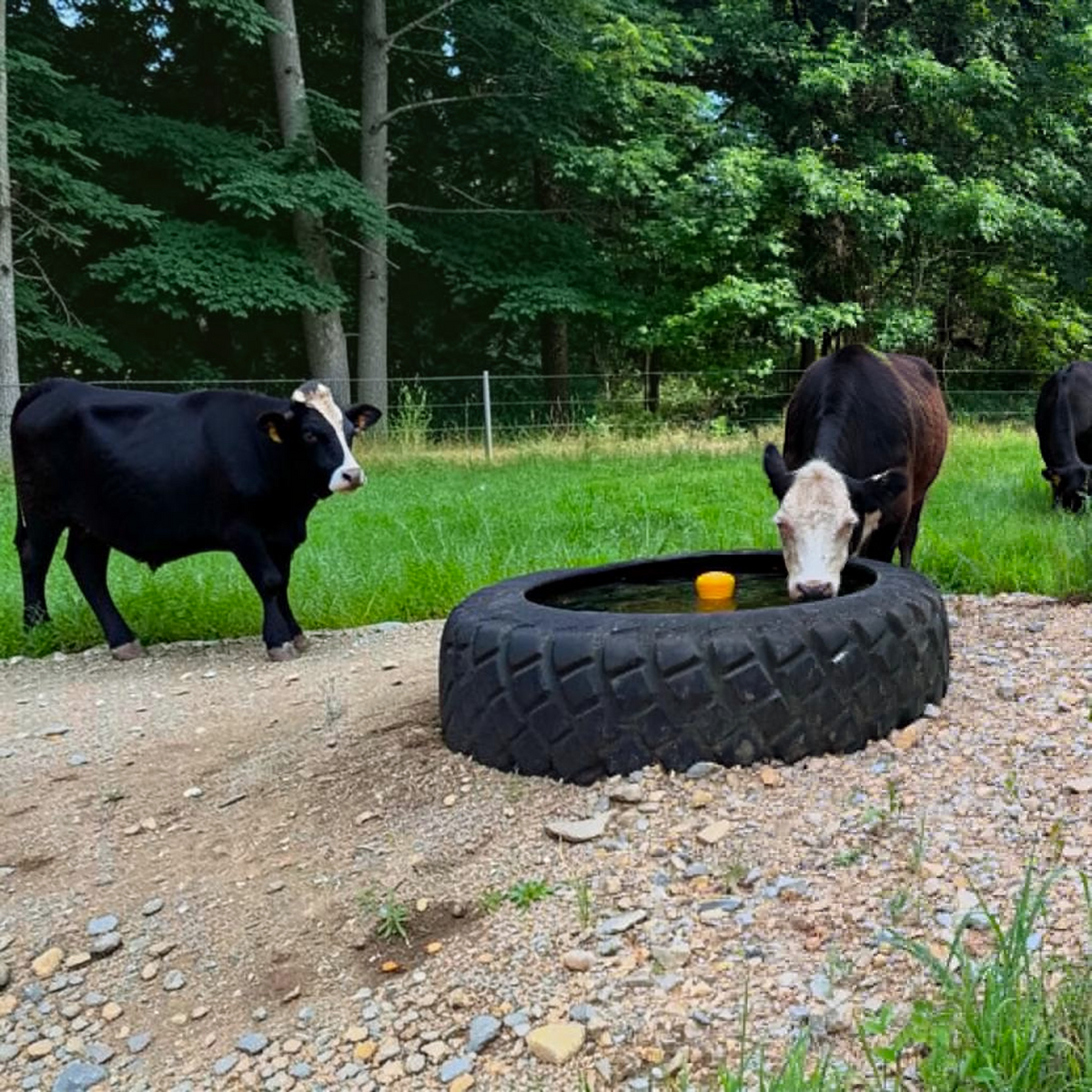 USA Grazing Systems Tire Tank repurposed industrial tire used as a durable livestock water trough in a grassy pasture