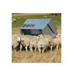 USA Grazing Systems Advantage 1200HD creep feeder in a pasture with sheep feeding from the stainless steel trough