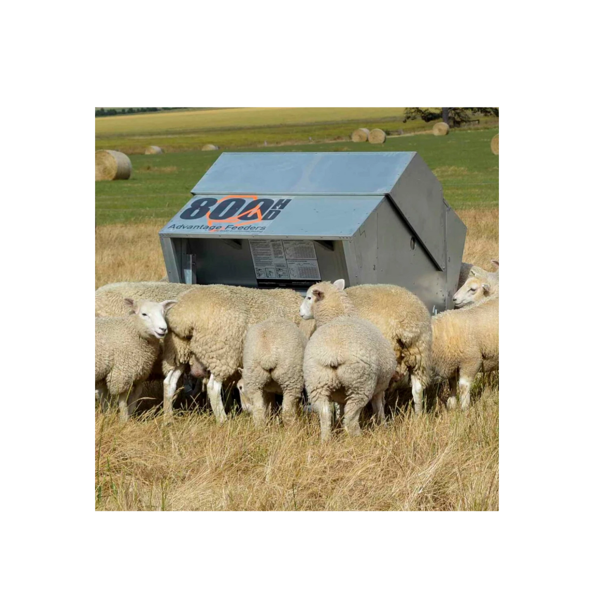 USA Grazing Systems Advantage 1200HD creep feeder in a pasture with sheep feeding from the stainless steel trough