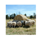 USA Grazing Systems cradle hay feeder with a round bale being eaten by a flock of sheep in a sunny pasture