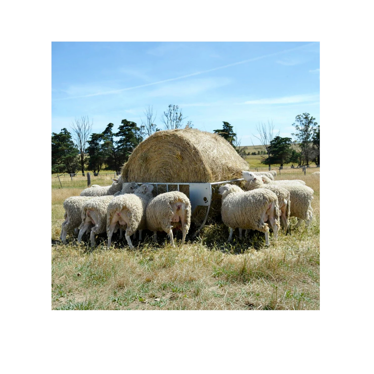 USA Grazing Systems cradle hay feeder with a round bale being eaten by a flock of sheep in a sunny pasture