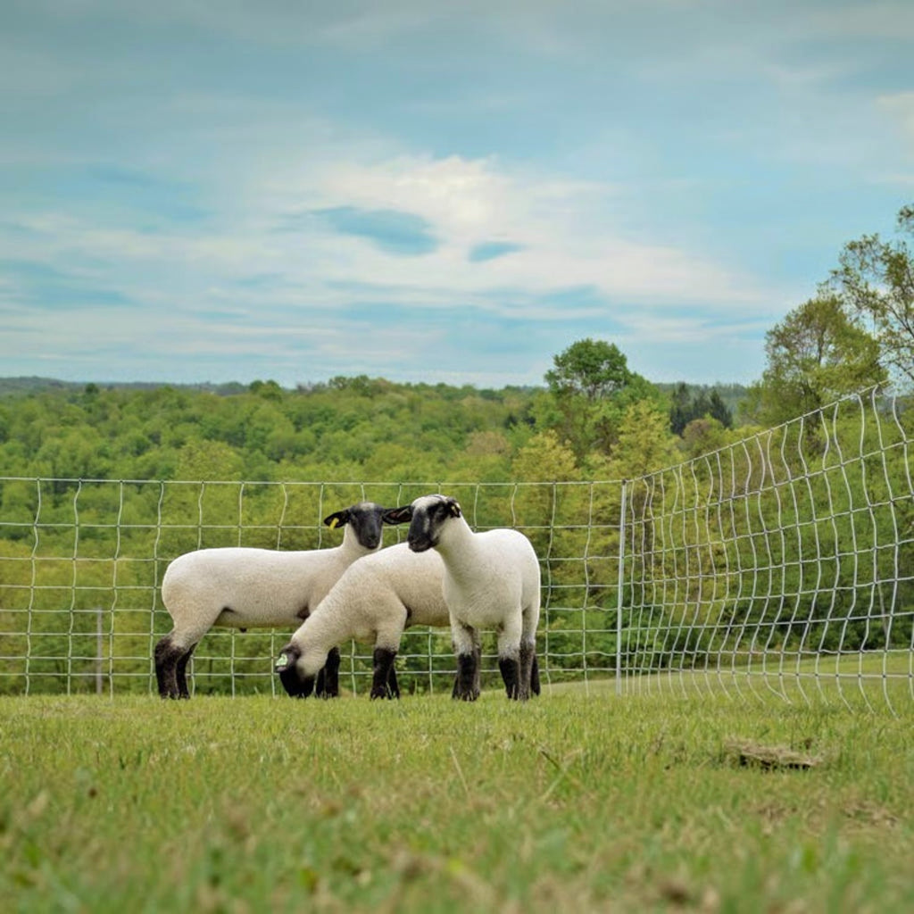 USA Grazing Systems white electric netting fence containing three sheep in a green pasture for rotational grazing