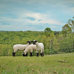 USA Grazing Systems white electric netting fence containing three sheep in a green pasture for rotational grazing