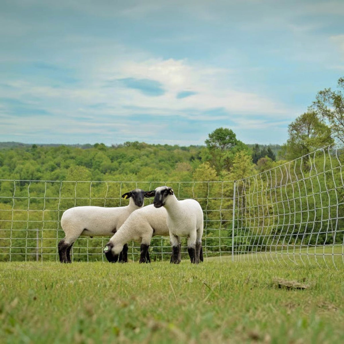 USA Grazing Systems white electric netting fence containing three sheep in a green pasture for rotational grazing