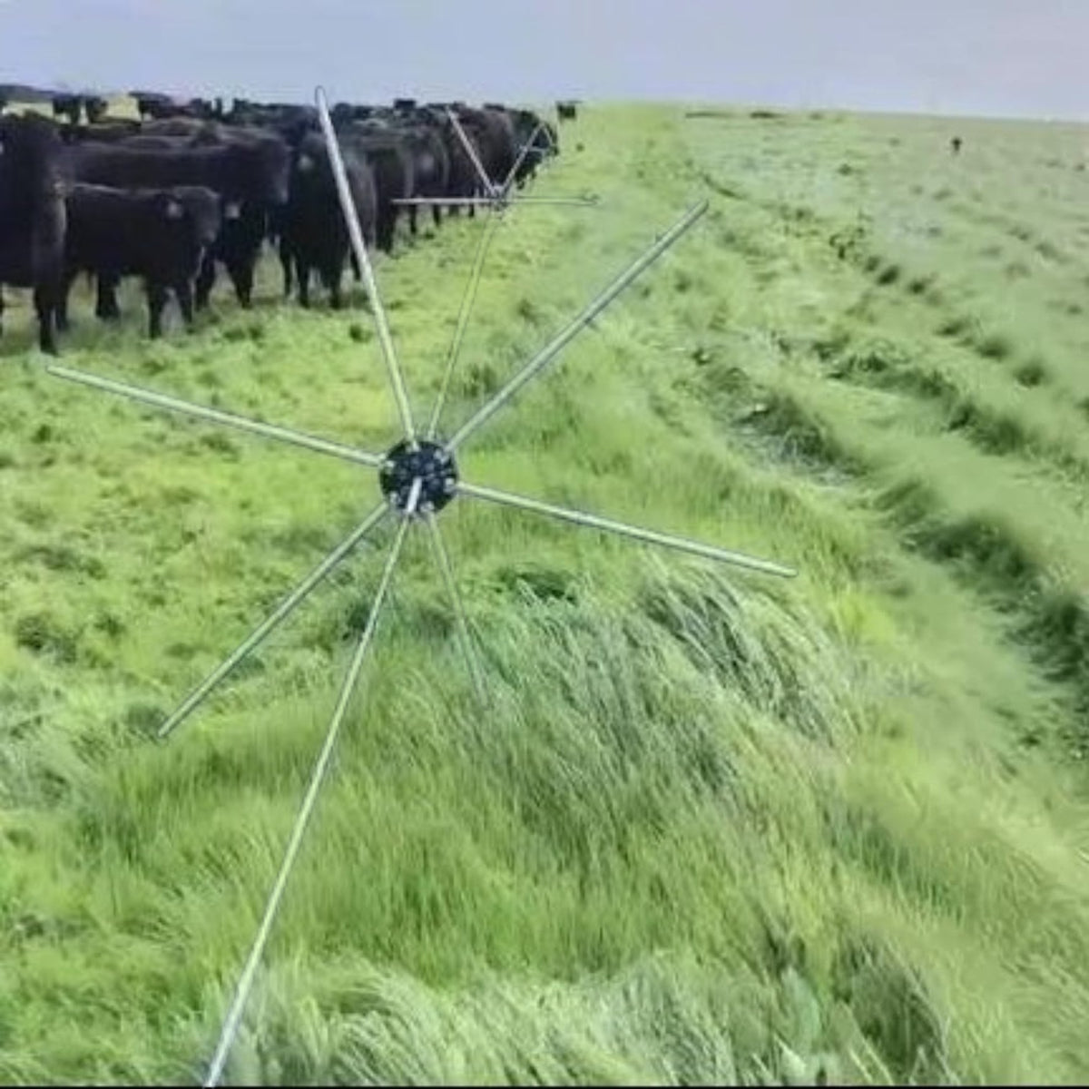 USA Grazing Systems Gallagher Tumblewheel electric fence system in a pasture with cattle for rotational grazing