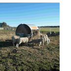 USA Grazing Systems hay feeder roof protecting a round bale from rain while sheep graze in a pasture.