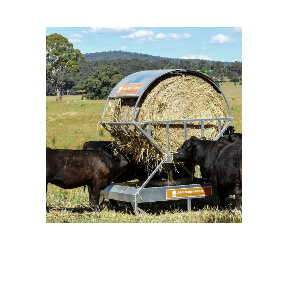 USA Grazing Systems Advantage hay feeder roof installed on a cradle feeder with cattle eating hay in a pasture