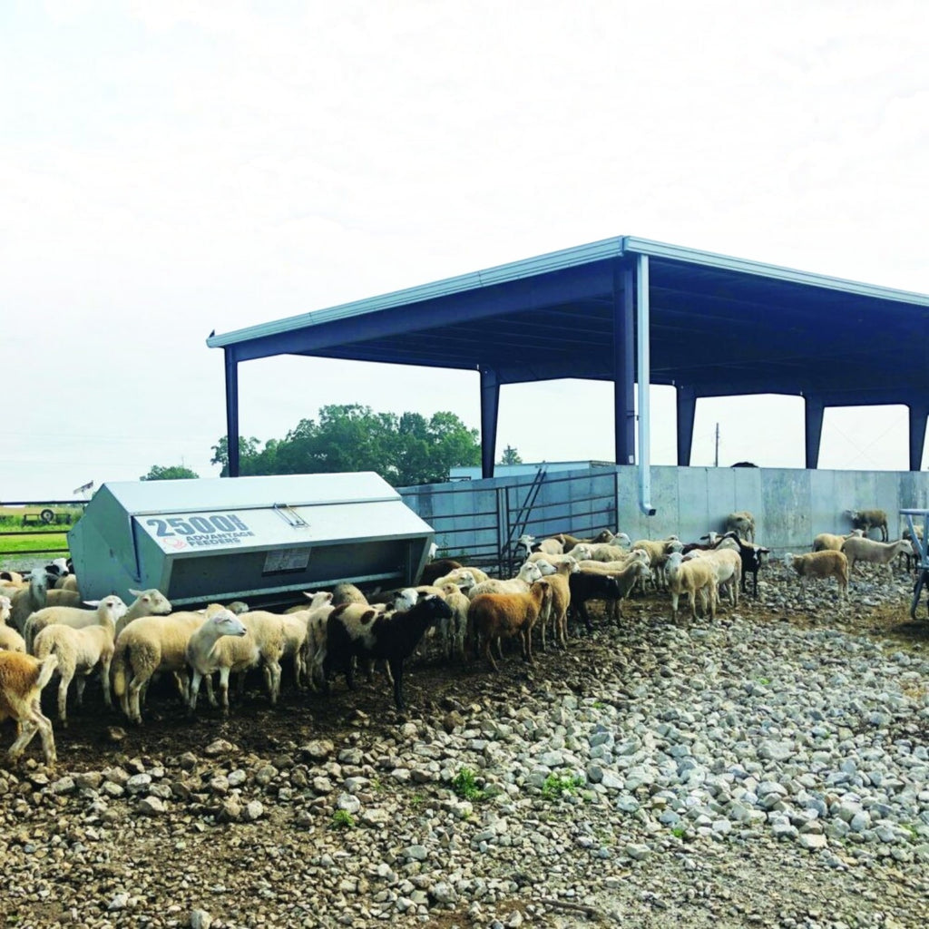USA Grazing Systems Advantage M2500HD livestock feeder in a pasture with a flock of sheep feeding under a shelter