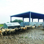 USA Grazing Systems Advantage M2500HD livestock feeder in a pasture with a flock of sheep feeding under a shelter