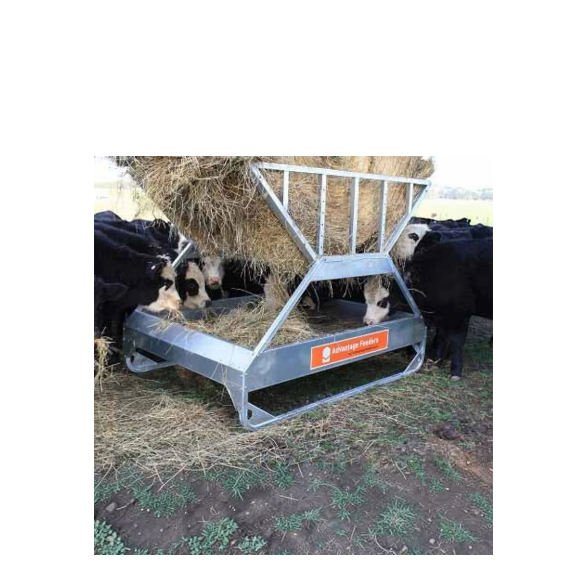 USA Grazing Systems Advantage Tray Hay Feeder with cattle eating from a round bale in a pasture.