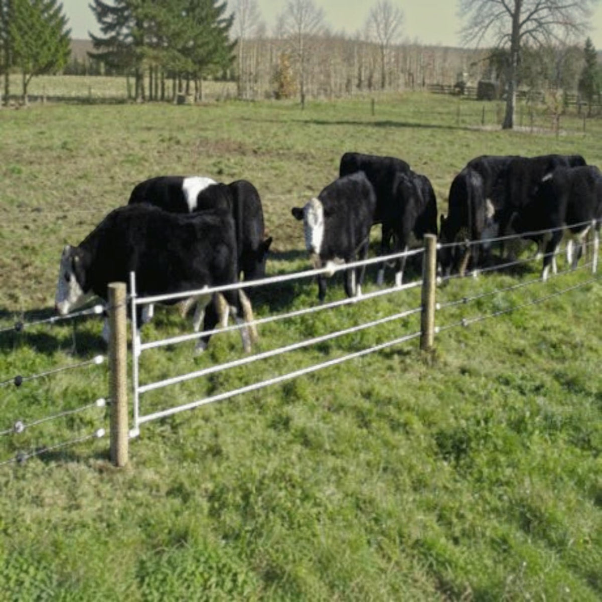 USA Grazing Systems Taragate multi-strand electric fence gate installed in a pasture with grazing cattle.