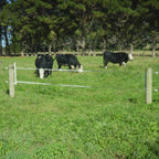 USA Grazing Systems Taragate electric fence gate with two strands installed in a green pasture with grazing cattle