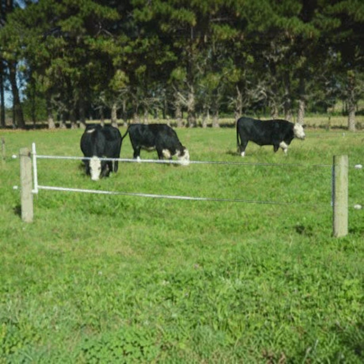 USA Grazing Systems Taragate electric fence gate with two strands installed in a green pasture with grazing cattle